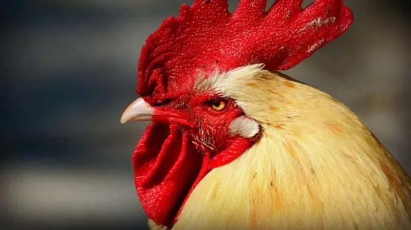 Jésica Cirio impactó con una sesión de fotos en bata y nada debajo