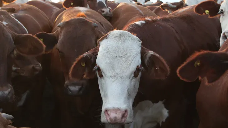 La carne trepa 67% en un año y empuja a la inflación
