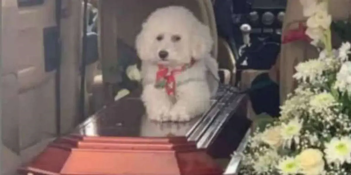 La conmovedora imagen del perro que perdió a su dueño y no se quiere alejar del ataúd