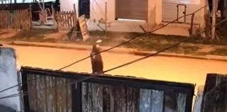 La OMS afirmó que la pandemia se podría convertir en una endemia