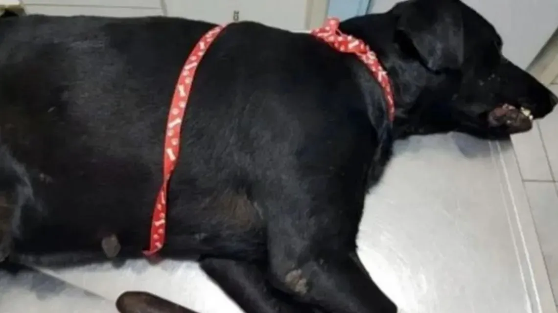La pandemia también llegó a la industria de los muñecos y los juguetes