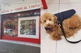 Llevó a su perro a la veterinaria, jamás lo fue a buscar y descubrieron la cruel razón detrás