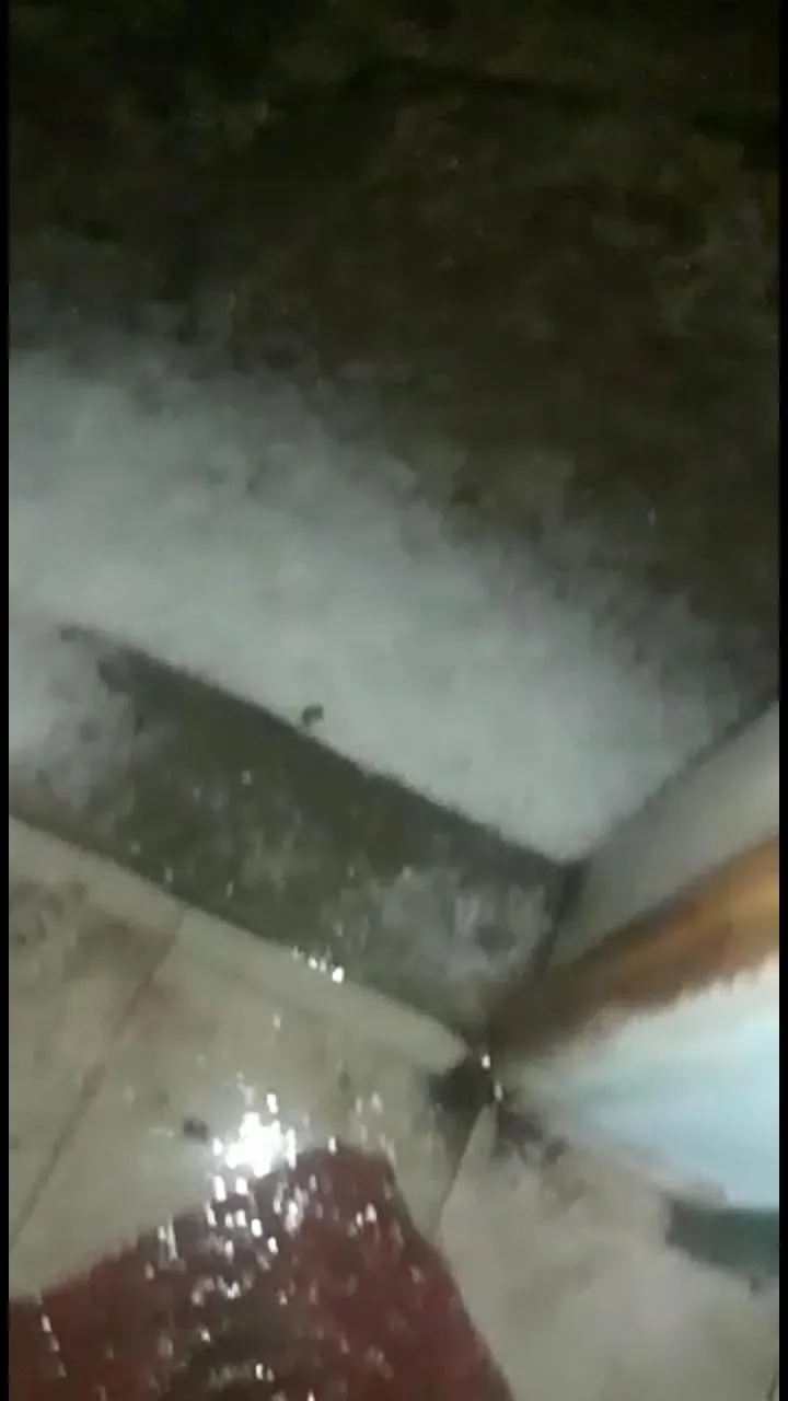 Lo picó una araña viuda negra y murió al no conseguir el antídoto