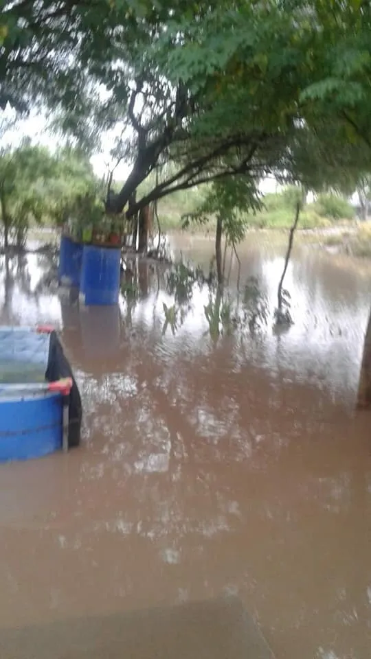 Los ovillos de lana pueden matar a un gato