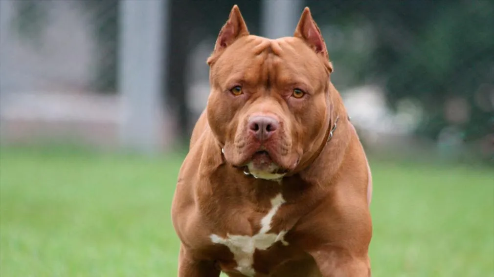 Los secretos de Milei: telépatas para hablar con su perro muerto y la misión que le encomendó Dios