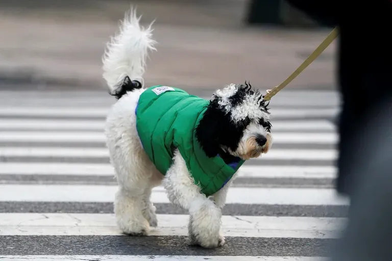 Más de 30 cachorros podrían ser sacrificados: los motivos
