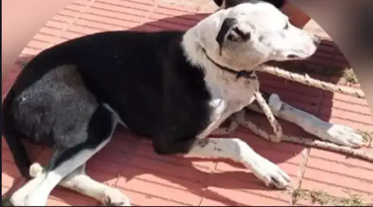 Mataron a un perro a hachazos y una vecina hizo un descargo estremecedor en redes sociales