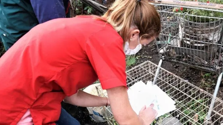 Mató a un puma adulto, lo faenó y lo cocinó: “Comía mis animales”