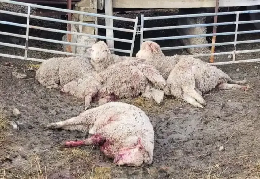 Mujeres se pelearon y terminaron tras las rejas