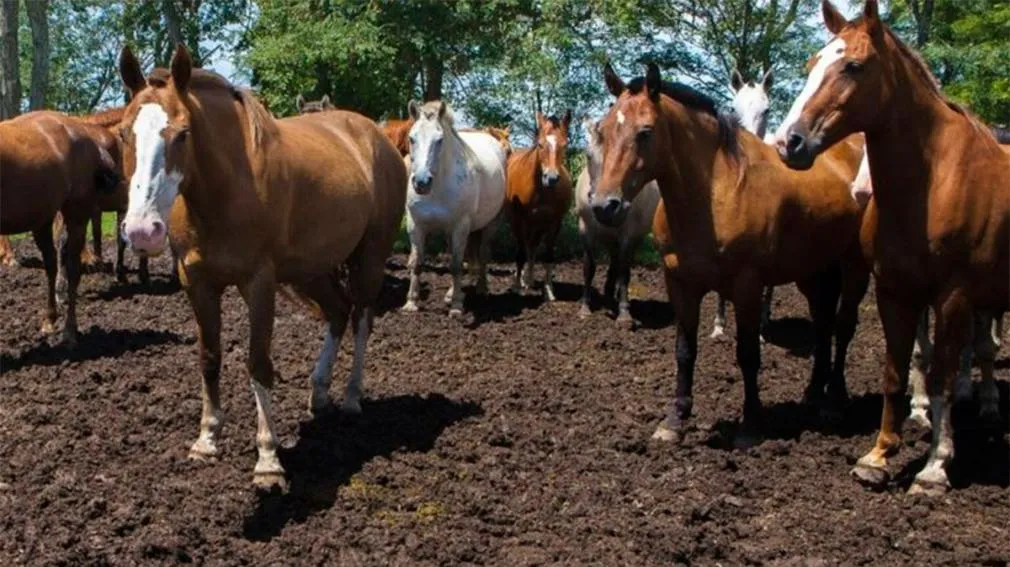 Municipio comenzó con despidos masivos
