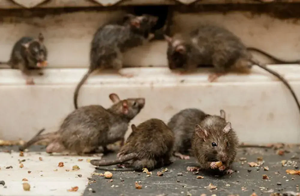 Murió una adolescente de 15 años por hantavirus