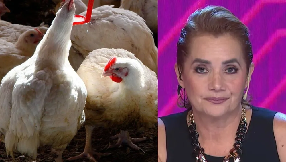 Nancy Pazos afirmó que cada semana ingresan a la Quinta de Olivos unas 15 gallinas vivas que luego serían sacrificadas