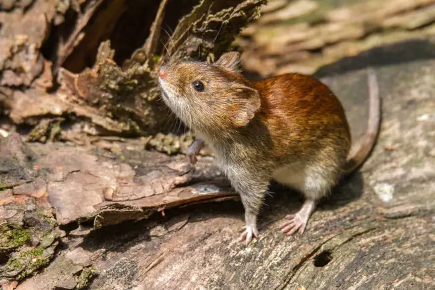 Neuquén en alerta: una mujer murió por hantavirus
