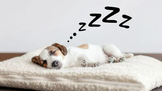 Ni en tu cama ni en el sofá: conoce dónde debe dormir tu perro