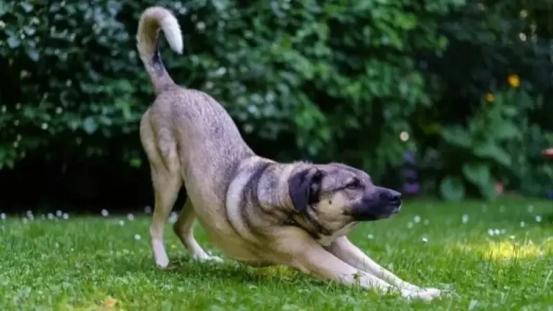 "No es casualidad": que significa que tu perro se estire al verte