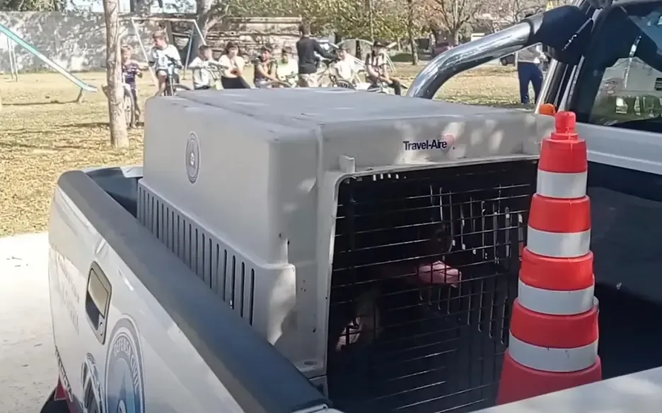 No se detiene la ola de embarazadas rusas: llegaron 3.160 desde febrero