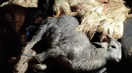 Ofrecen una recompensa millonaria para dar con el asesino del playero