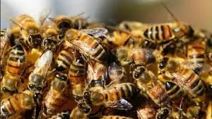 Ómicron: cuál es el síntoma de esta nueva cepa que se detecta en el baño