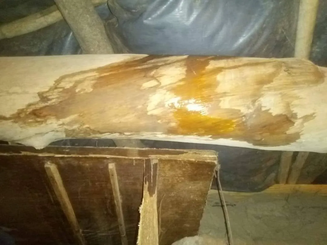 Otra ballena muerta en Península Valdés