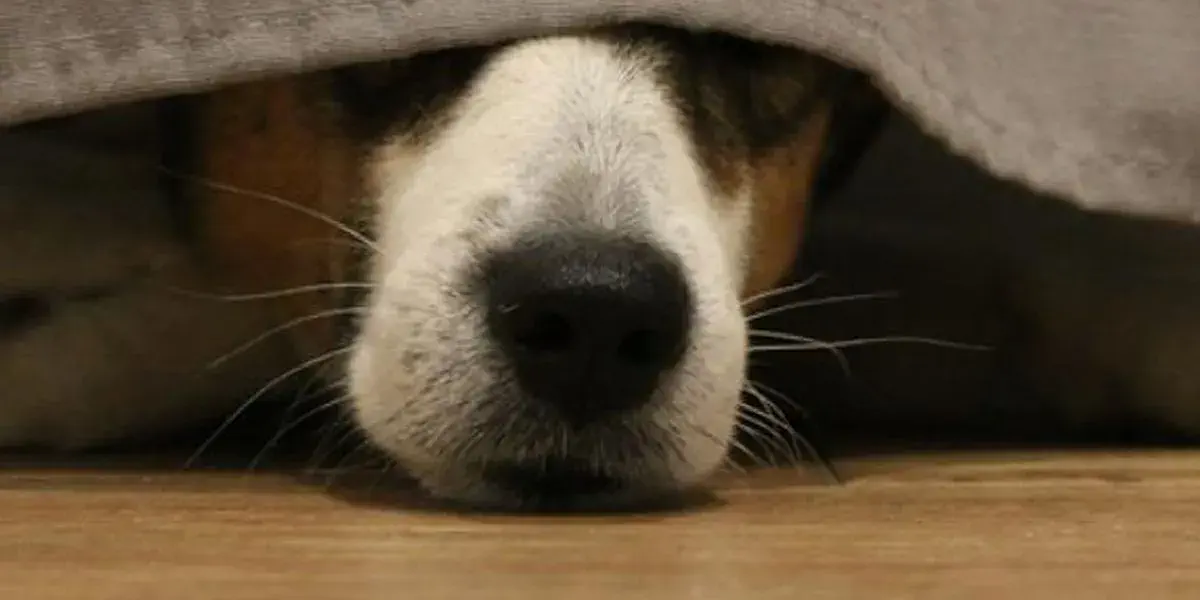 Perdió a su perro, lo buscó durante días, y resultó que estaba atrapado debajo del sillón