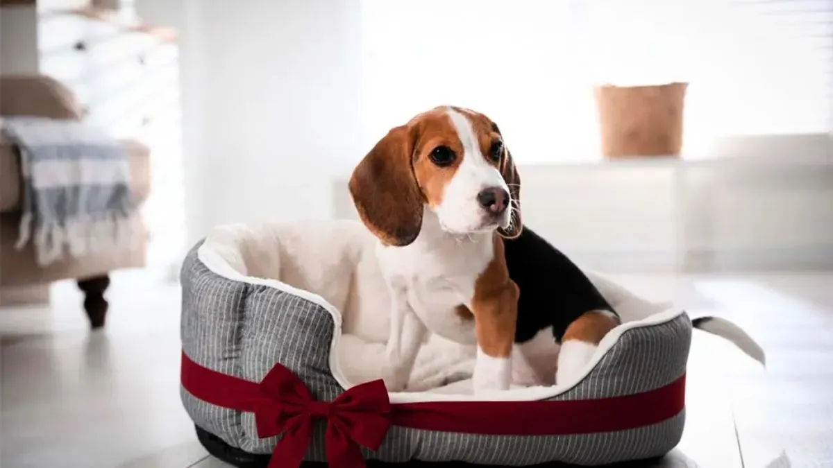 Pirotecnia en las fiestas: cómo evitar el estrés en tus mascotas