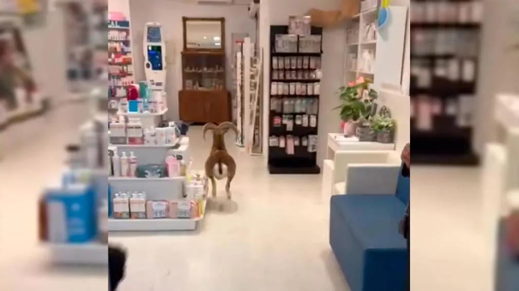 Polémica: perros se pelean y orinan en el hospital