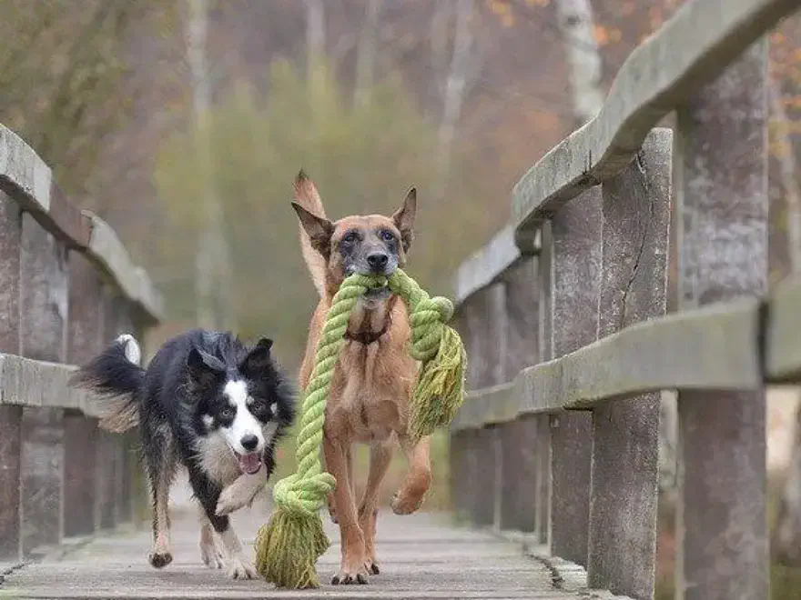 Por qué es recomendable tener dos perros en lugar de uno solo