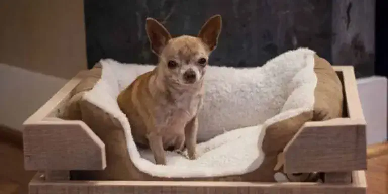 Por qué los perros rascan la cama antes de echarse a dormir