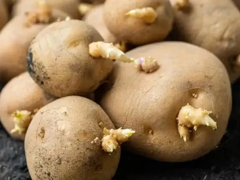 Por qué no hay que comer papas con brotes