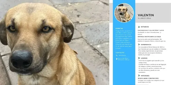 Predicciones de Ludovica Squirru en el año del conejo para el Horóscopo chino
