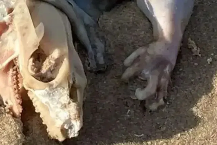 Publicaron la foto de un choripan vegano y las reacciones lo hicieron viral