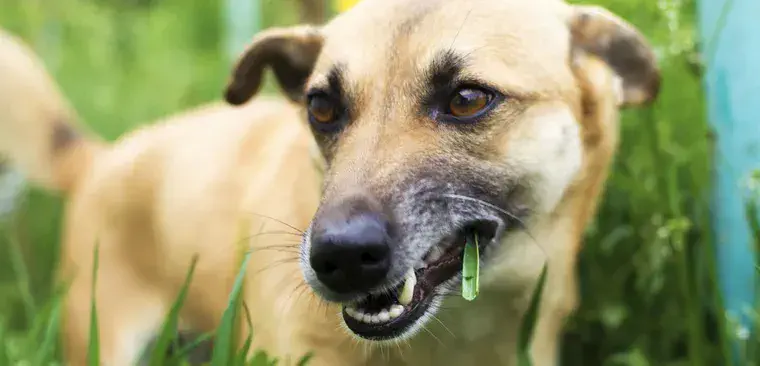 Qué significa que un perro o gato coma pasto y cuándo puede indicar un problema