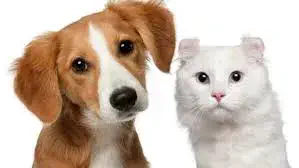 ¿Quién es más inteligente: el perro o el gato?