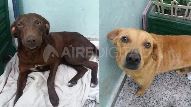 Repudian al “cheto de WhatsApp” por gordofóbico