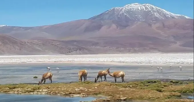 Saquean un camión mientras el chofer agoniza. Video