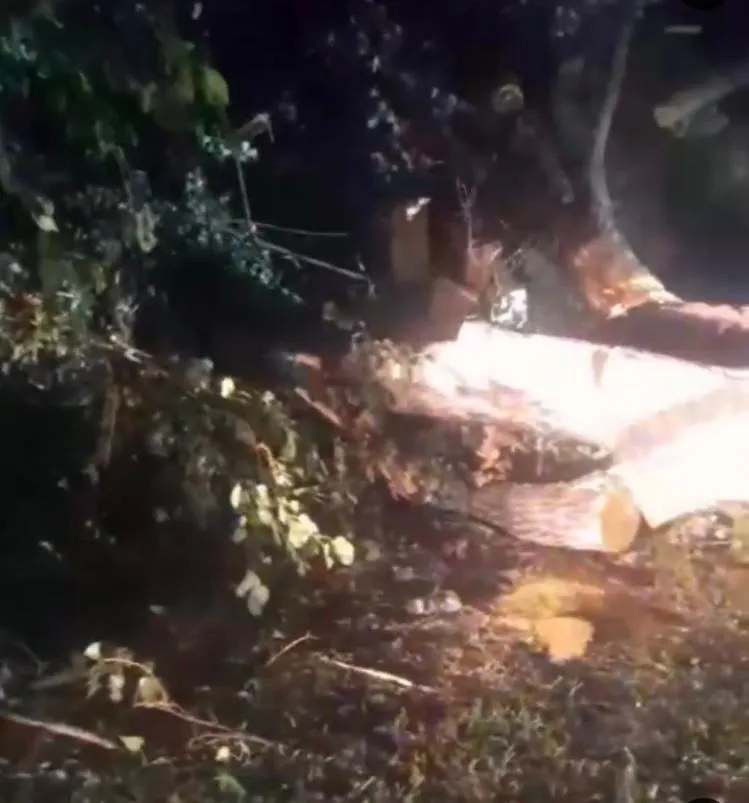 Se estrelló contra un árbol