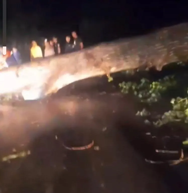Se estrelló contra un árbol