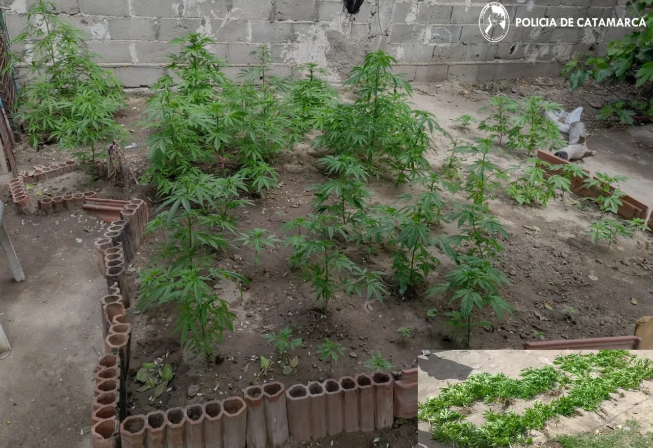 Secuestran 87 plantines de marihuana en un allanamiento