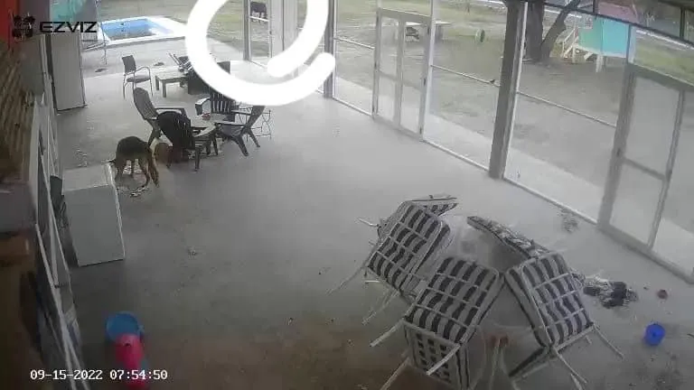 Secuestran ochenta y cinco animales equinos por marca adulterada