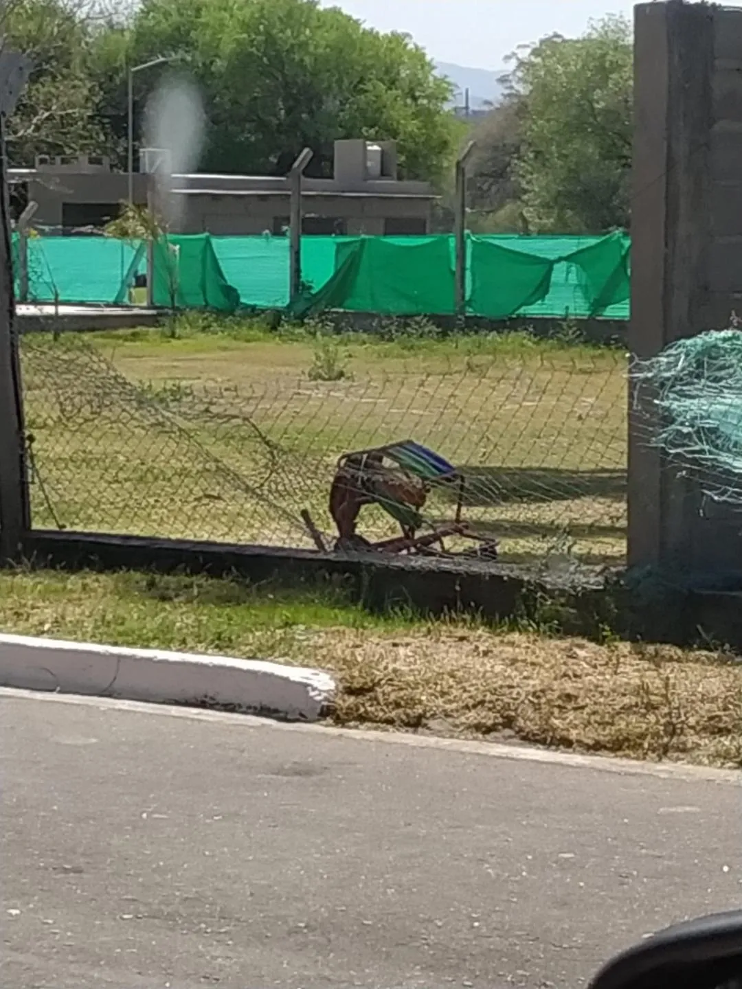 Secuestran ochenta y cinco animales equinos por marca adulterada