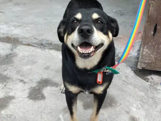 Su dueño murió y el perro lo fue a buscar a la funeraria