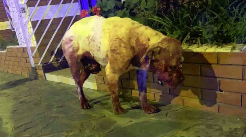 Su ex la atacó tres veces en una semana y la desfiguró: “Tal vez me mate, tal vez no”