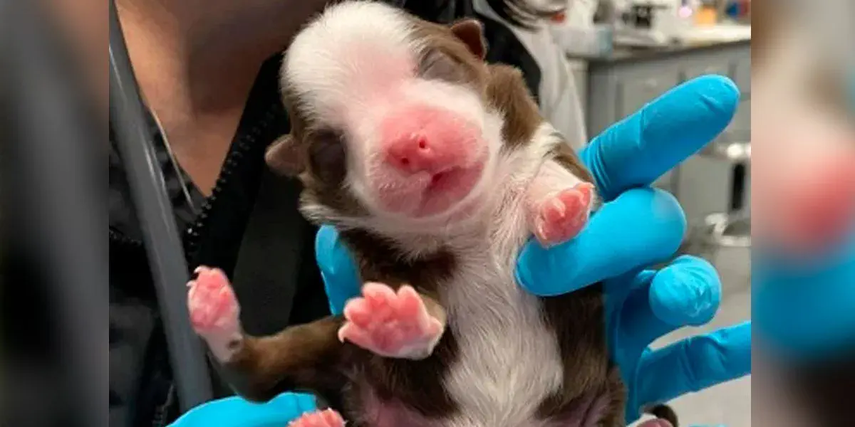 Un cachorro nació con seis patas y dos colas, lo apodaron “milagro”