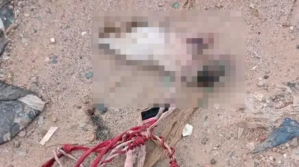 Un hombre con antecedentes de crueldad animal mutiló a una perra preñada