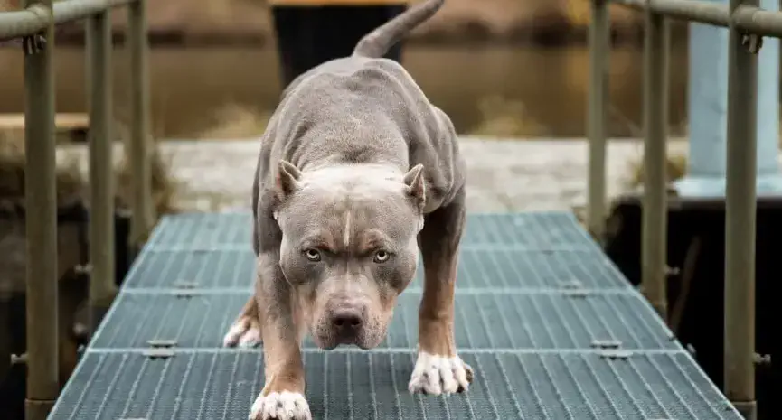 Un hombre mató a cuchillazos a un pitbull que había atacado a su perro salchicha