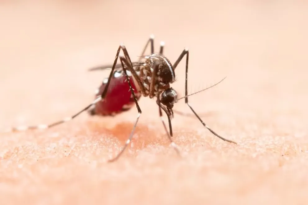 Un mosquito con abdomen hinchado de sangre se alimenta sobre la piel humana en un primer plano.