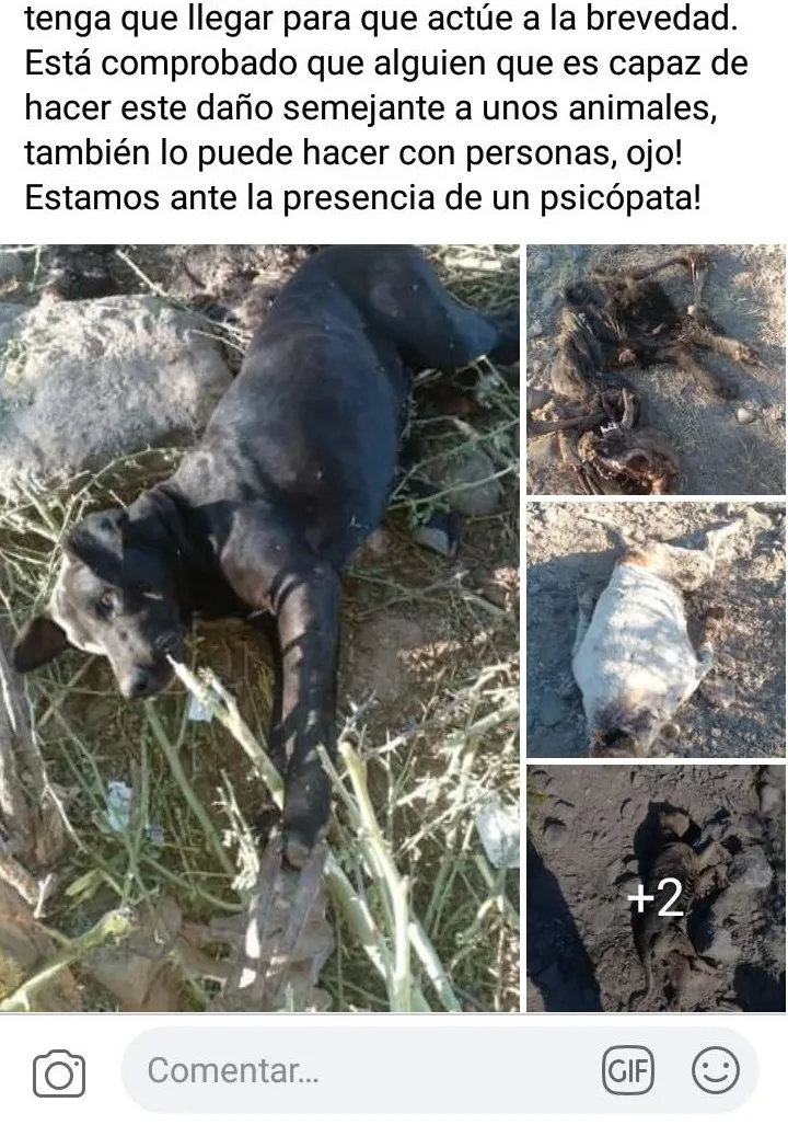 Un perro atacó y desfiguró la cara a un niño