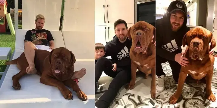 Un perro entró a un partido de futbol y se robó la pelota