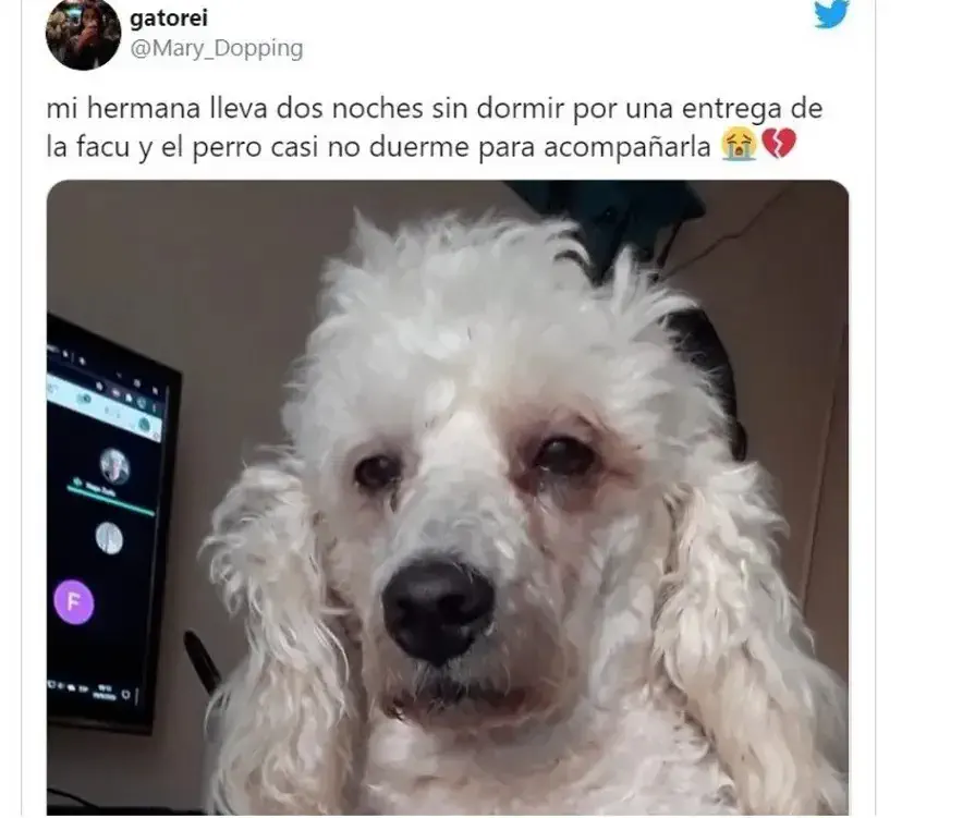 Un perro pasó dos noches sin dormir para acompañar a su dueña: quedó agotado