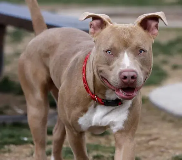 Un perro pitbull atacó a una mujer de 71 años